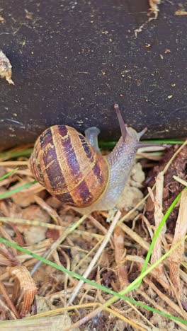close-up of a snail reaching up toward a flower pot, shell and eyes visible. france.