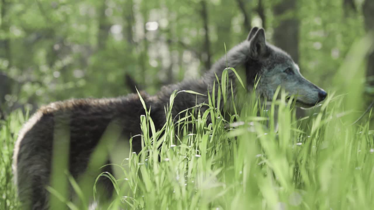 A gray wolf stands quietly in tall, sunlit grass, partially obscured by greenery — a peaceful yet powerful portrait of the animal in its natural setting.