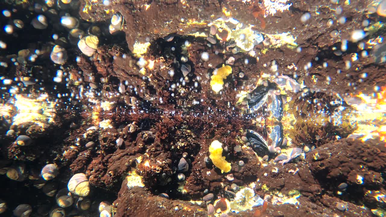 imágenes submarinas de nudibranquio amarillo en 4k