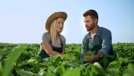 Jóvenes-Apuestos-Hombres-Y-Mujeres-Granjeros-Hablando-Mientras-Se-Sientan-En-El-Campo-Verde-Y-Recogiendo-Sus-Hojas-Verdes-De-Cosecha