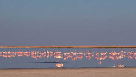flamingos wading in a red-hued lake at sunset