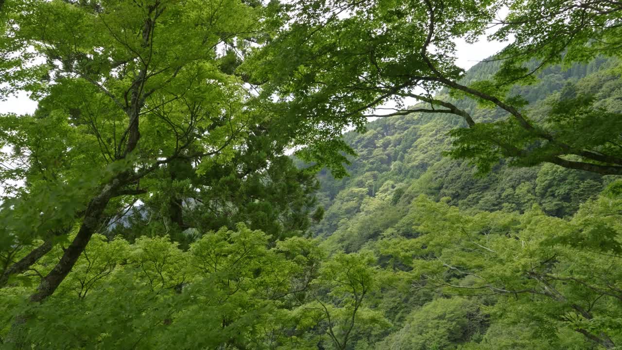 Beautiful slider shot over lush summer greens in forest