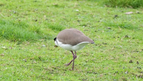 pájaro plover en busca de alimento en el campo de hierba