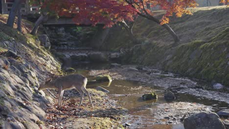 fawn deer in autumn scene in nara park, sunrise on chilly morning