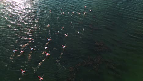 un grupo de flamencos rosados está comenzando a volar en la superficie del agua de la laguna poco profunda con alas y piernas moviéndose