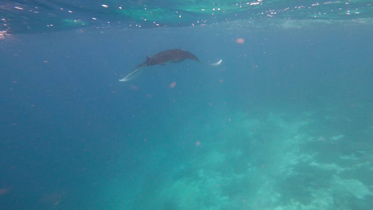 video de gopro pov de una manta raya gigante nadando con gracia bajo el agua