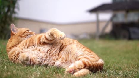 orange cat laying in grass in the garden on a sunny summer day, licking and cleaning its back and face, always aware and alarmed of its surroundings