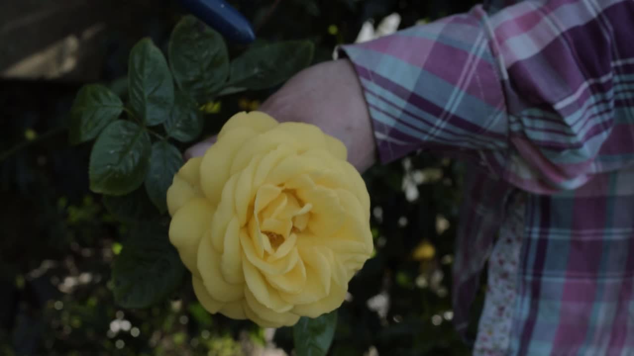 Hands of gardener purning yellow rose bush growing outside