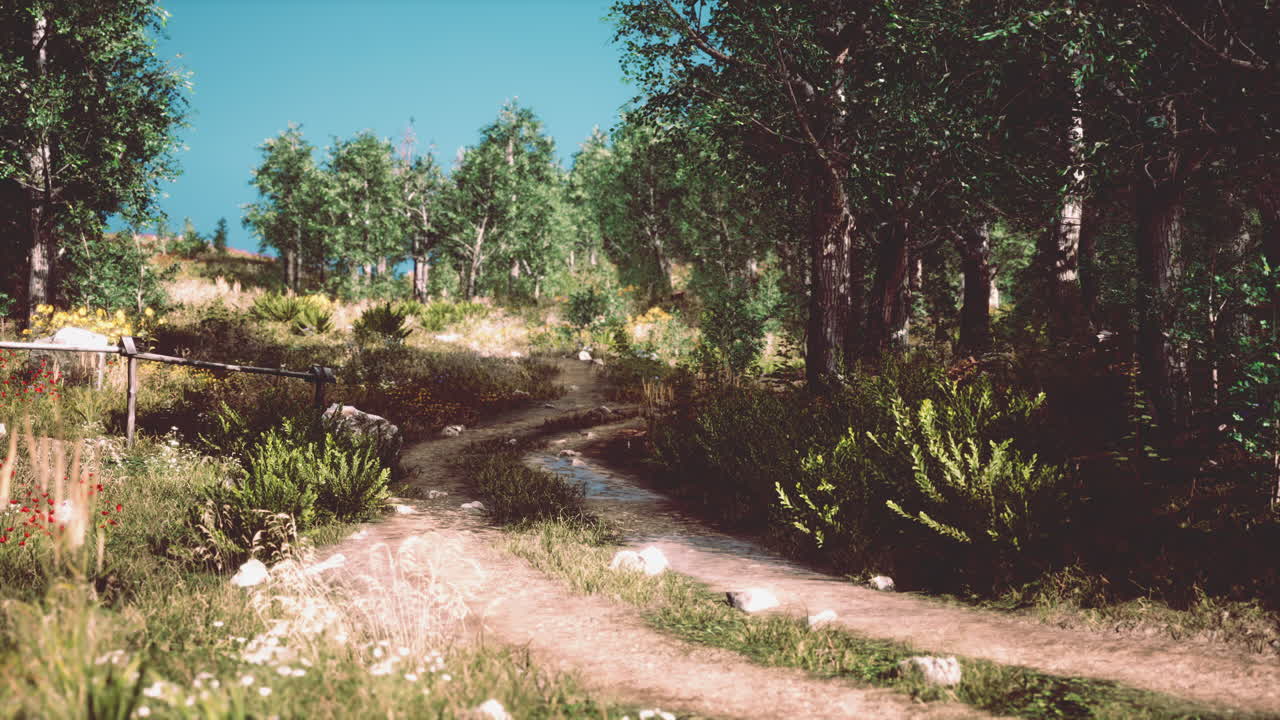 camino de campo en un bosque caducifolios en una mañana brumosa