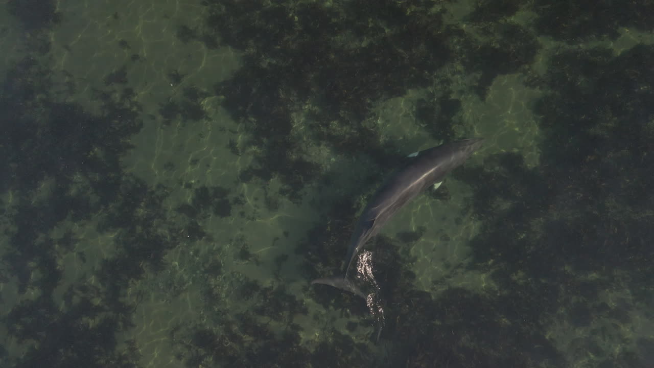 동부 퀘벡의 얕은 물에서 수영하는 밍크 고래