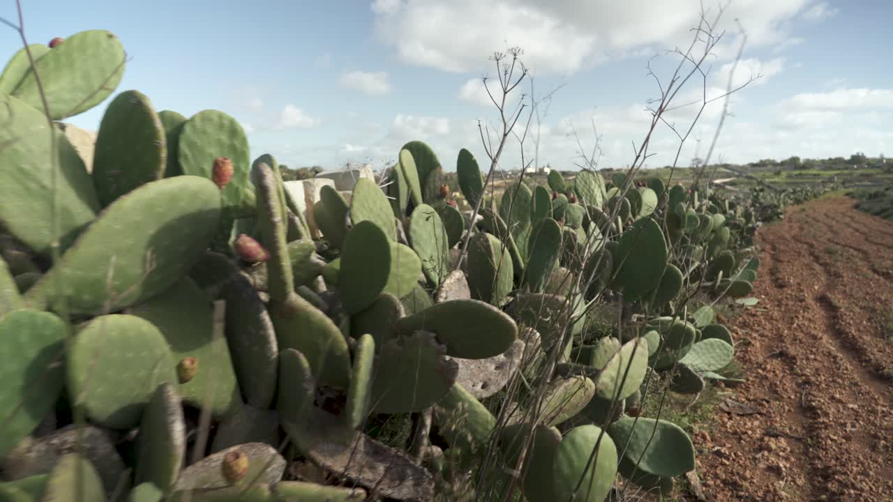 cactus plantados en fila junto a tierras de cultivo en malta
