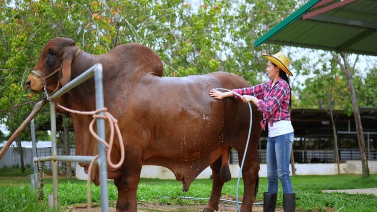 Woman watering a large brown cow on a farm