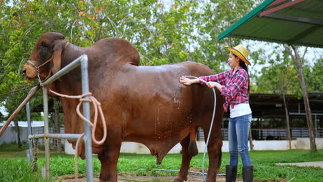 mujer regando una gran vaca marrón en una granja