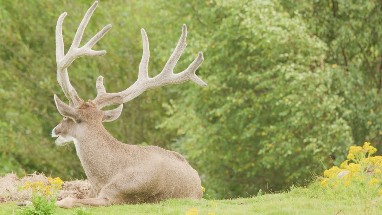 A mature deer with impressive antlers sits calmly among wildflowers in a lush, green highland meadow under soft natural daylight. Subtle camera movement