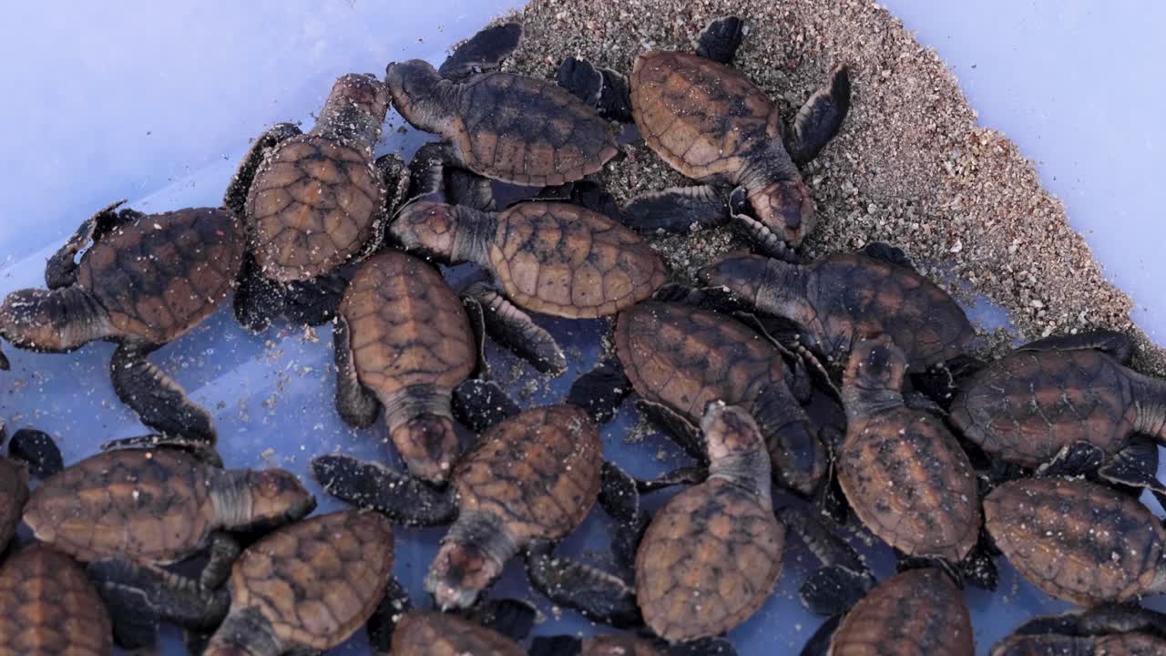 Freshly hatched juvenile sea turtles ready to be released into ocean by marine turtle conservation project