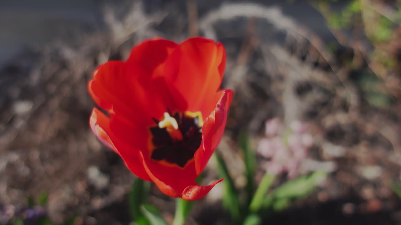 Side view of a red tulip blooming in the spring