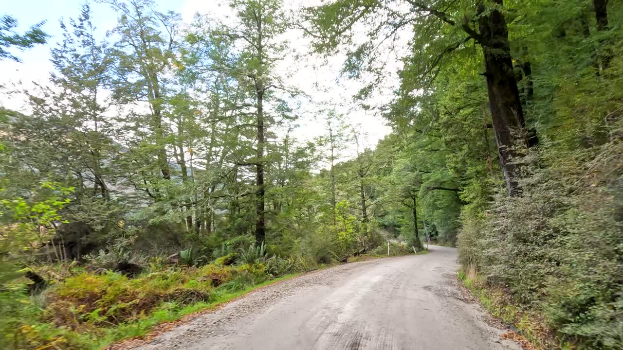 Vehicle travels along winding forest road, natural daylight, lush greenery, steady forward camera movement