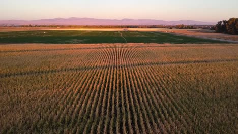 Flying-over-a-corn-field-at-sunset-in-the-fall-drone-video-footage