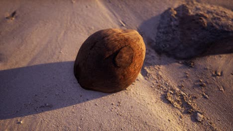 Braune-Kokosnuss-Auf-Dem-Strandsand