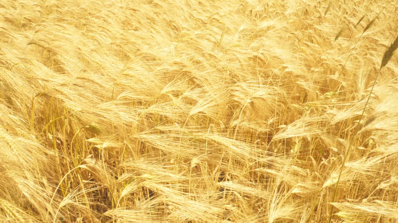 Sunlight on ripe wheat – a simple, beautiful moment in nature. Hints of fresh bread and the bounty of the land.