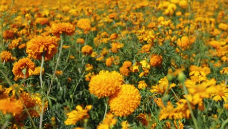 Imágenes-Push-in-De-Una-Plantación-De-Flores-De-Caléndula-O-Cempasúchil.