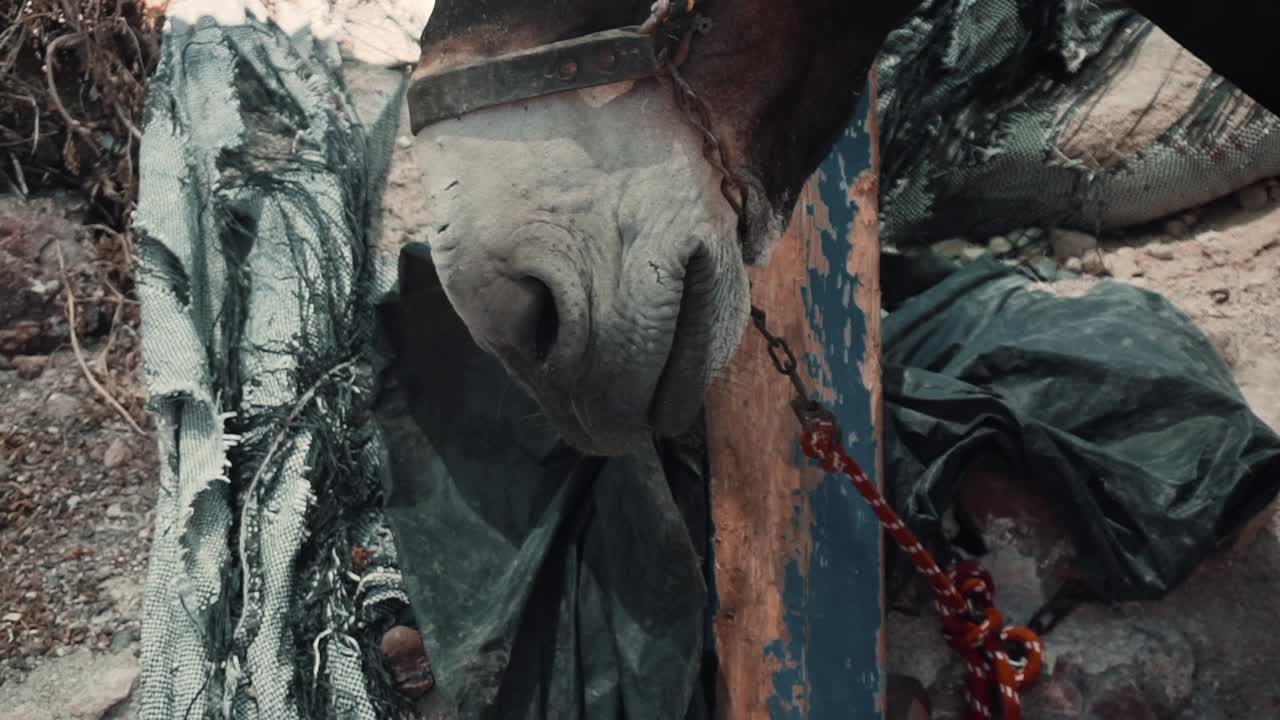 clip de primer plano de un burro en una isla griega