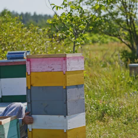 beekeeper near wooden hives. farmer works with beehives on the apiary in summer day. beekeeping process.