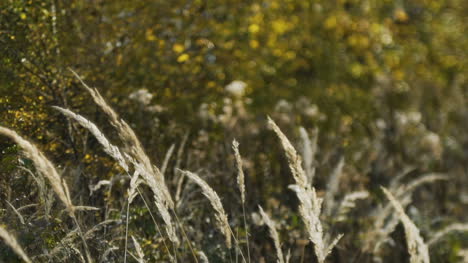 Sunset-Through-The-Reeds-Silver-Feather-Grass-Swaying-In-Wind-