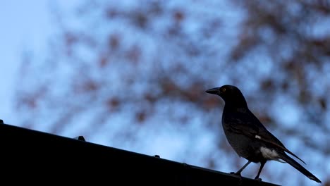 a bird standing on a rooftop edge