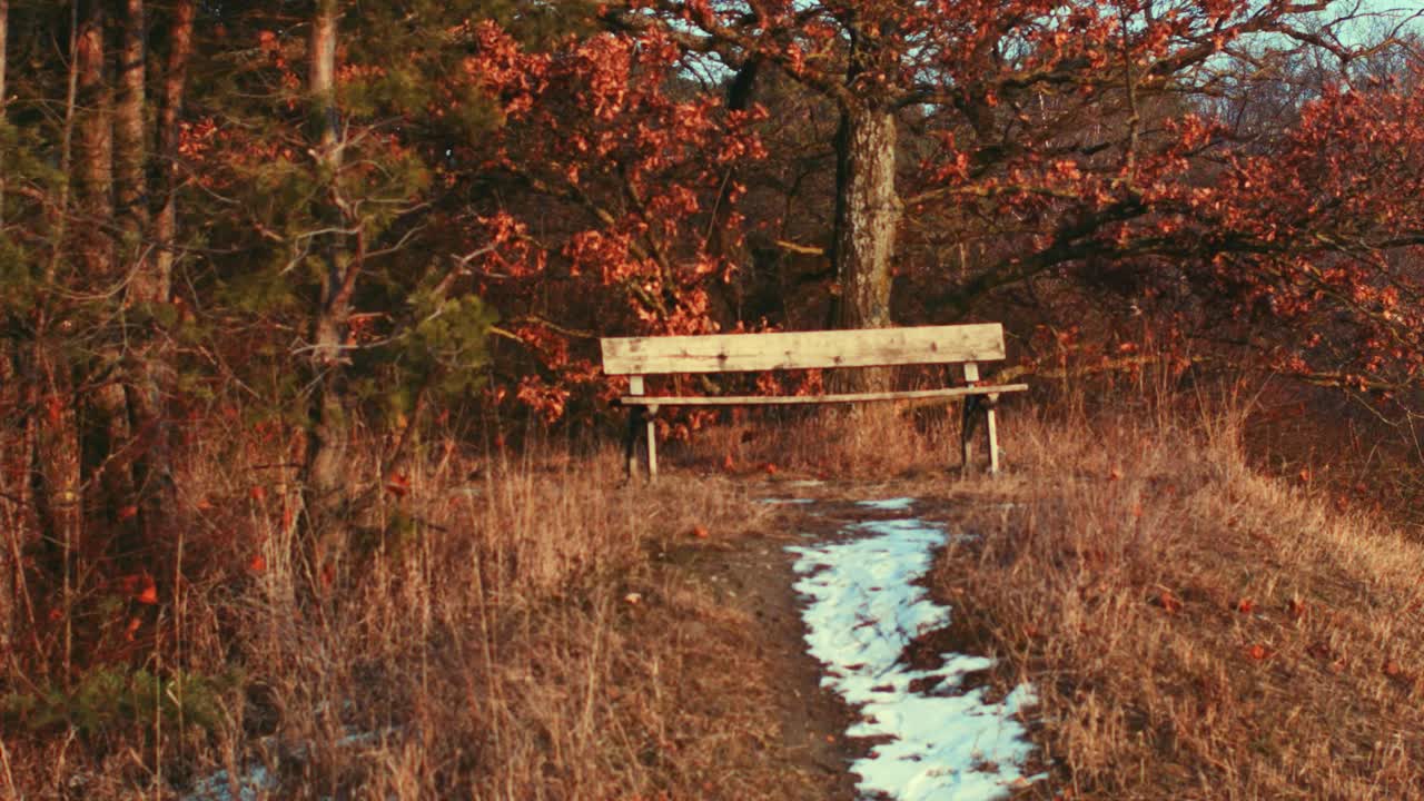 겨울 나무 사이 벤치