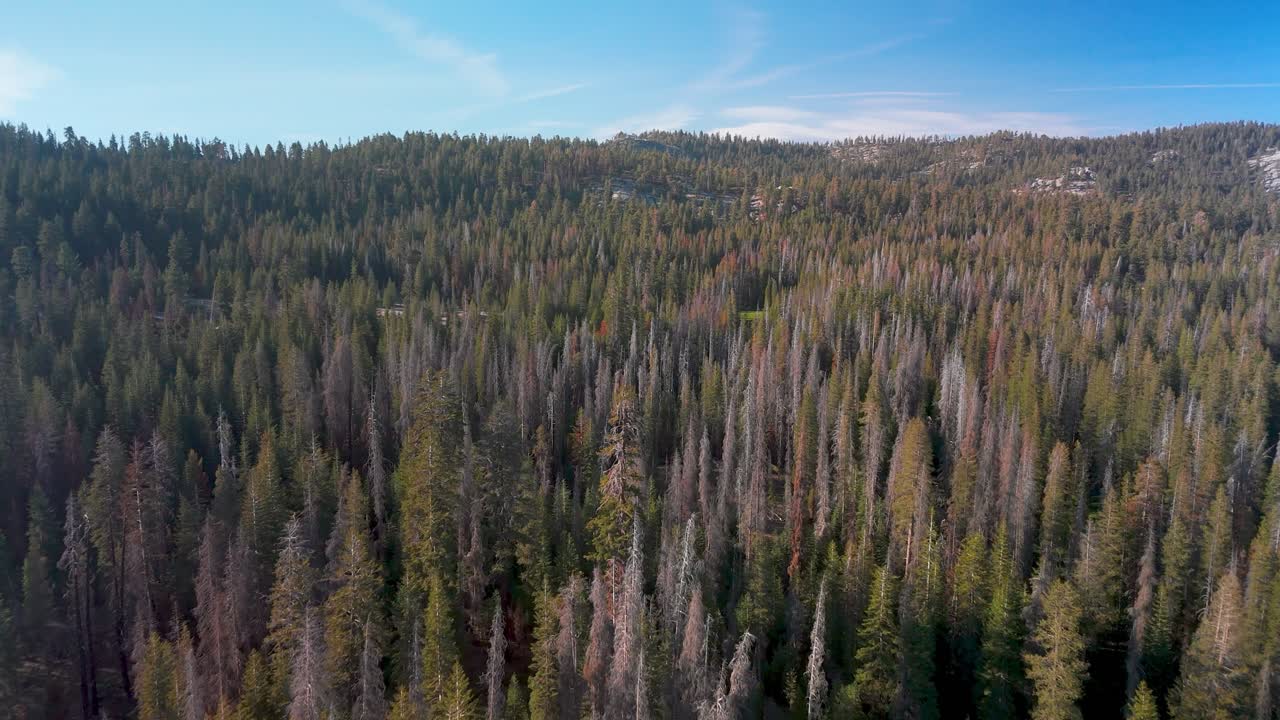 Coniferous Forest In Sequoia National Park, California, United States - Drone Shot