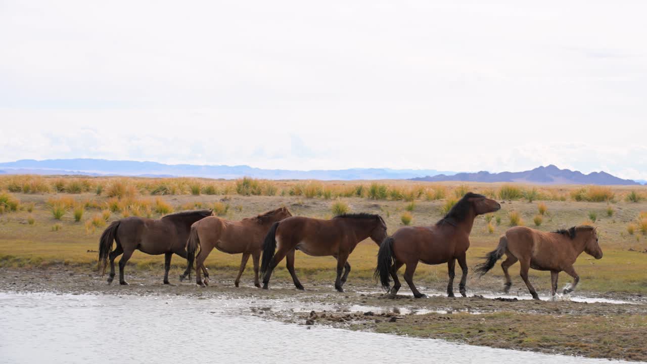 Splashing through a shallow river, a herd of wild horses crosses the vast plains of Mongolia, with distant mountains in the background. A powerful symbol of freedom in an untouched wilderness