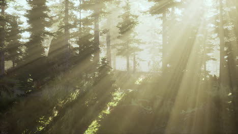 Vista-Panorámica-Del-Majestuoso-Bosque-Siempreverde-En-Una-Niebla-Matutina