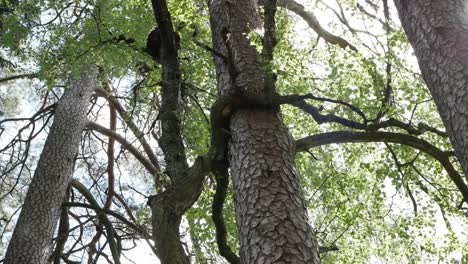 Power-of-love-in-Nature,-while-tree-hugs-other-tree-with-branches