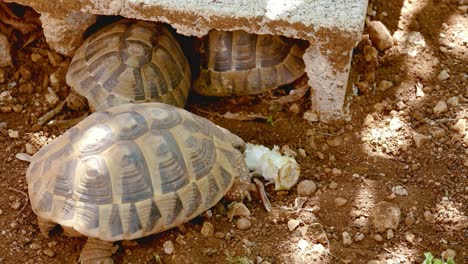 Tortuga-Escondida-En-Los-Agujeros,-Caparazón-De-Tortuga-Dura