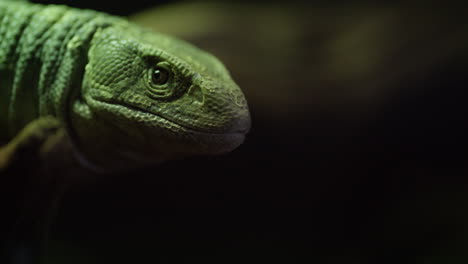 Monitor-De-Sabana-Perfil-Lateral-Lengua-Fuera