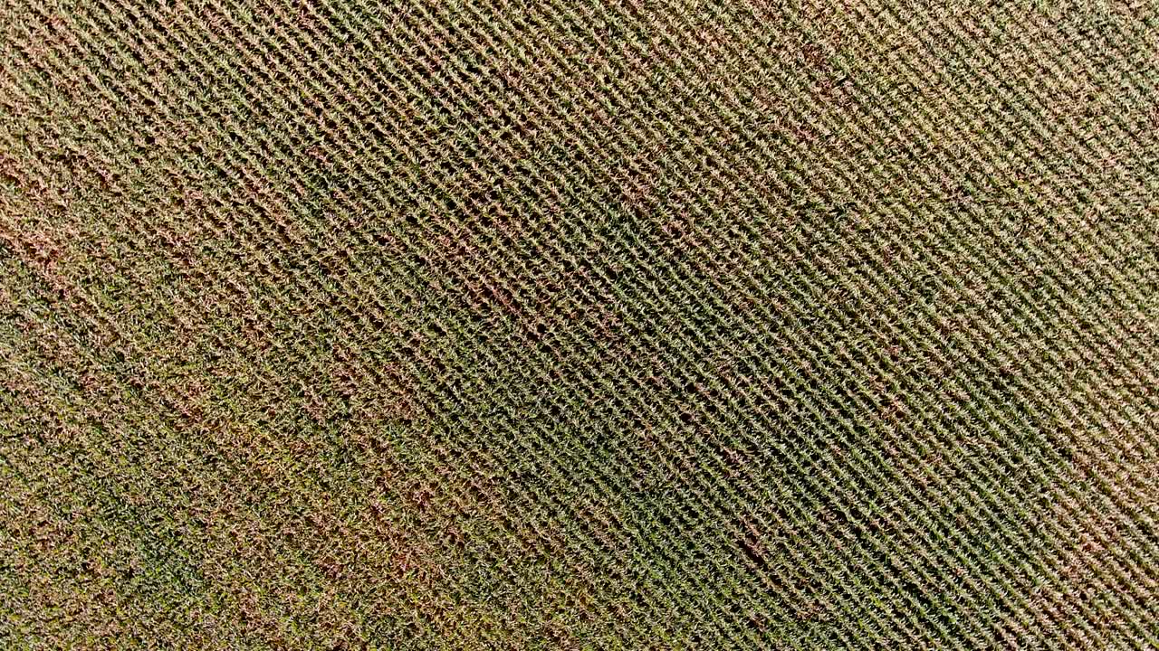 imágenes aéreas de drones de 4k, 360 grados sobre un campo de maíz.