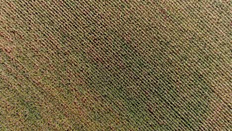 imágenes aéreas de drones de 4k, 360 grados sobre un campo de maíz.