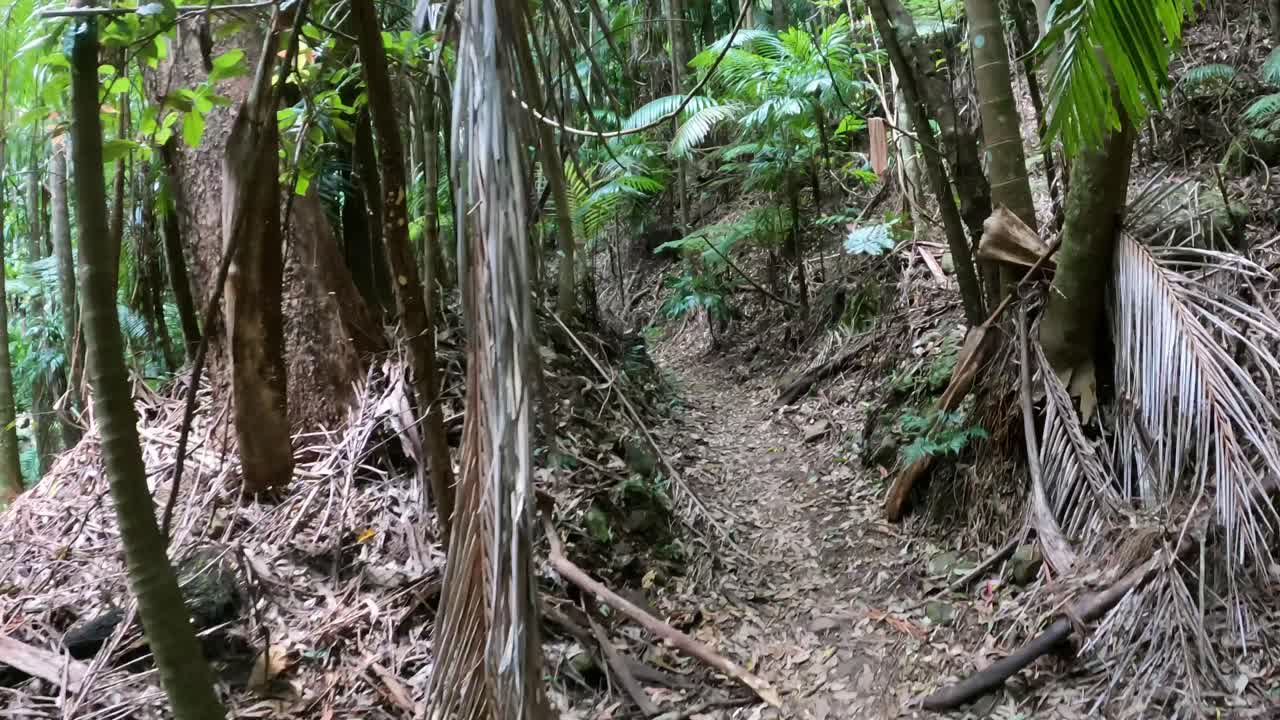 푸른 숲길을 가로질러 조용한 산책