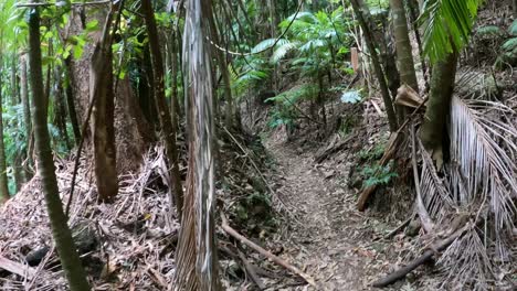 un paseo sereno a través de un camino de bosque verde y exuberante