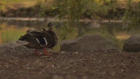 el cuidado del pato en el lago en 4k