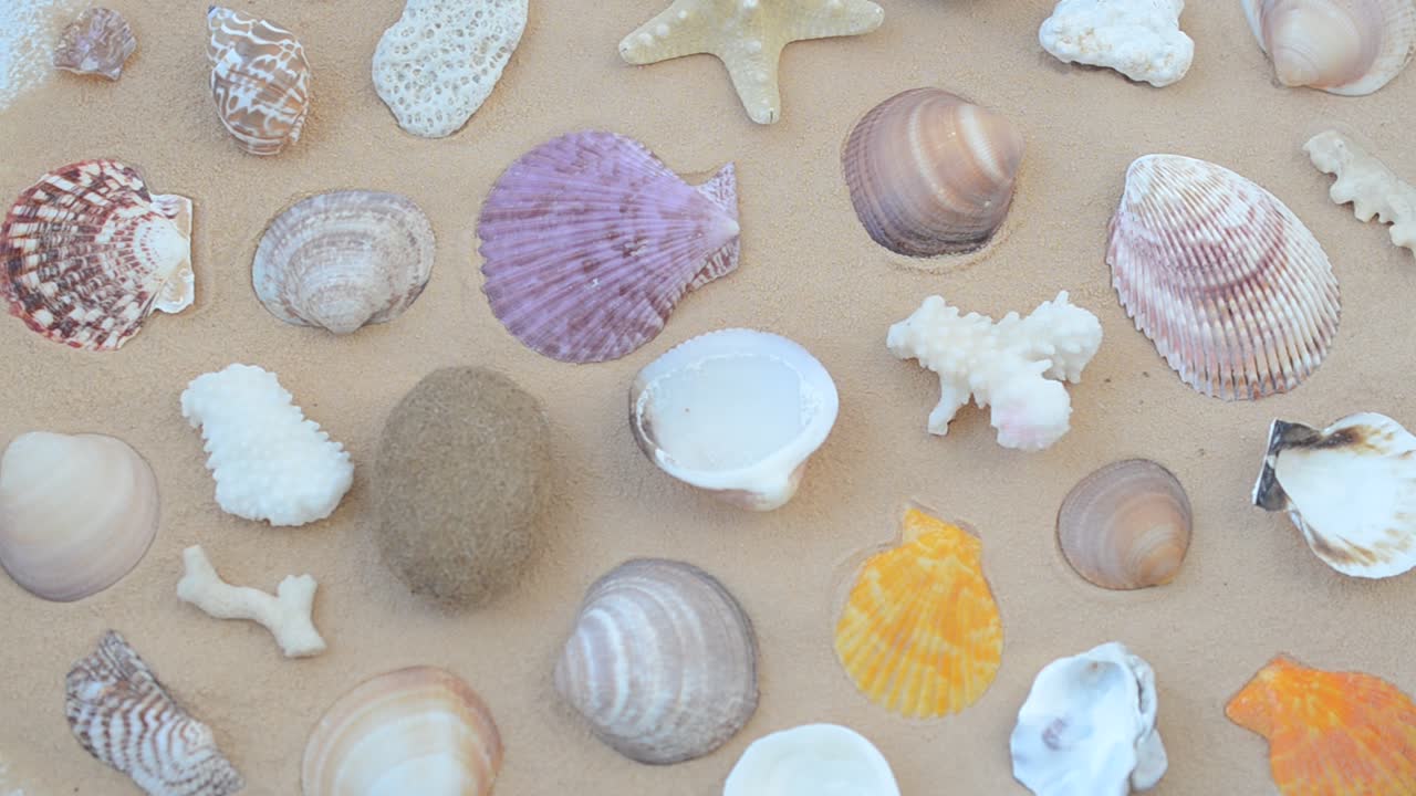 Cockleshells on sand. Shooting with conducting
