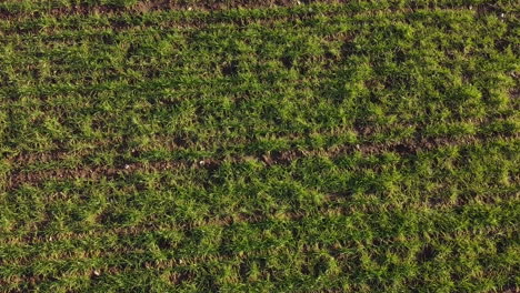 Vista-Aérea-Sobre-El-Campo-Verde-De-Pan-Y-Cereales-En-Las-Colinas-Toscanas-Durante-El-Día-Soleado,-Movimiento-De-Muñecas