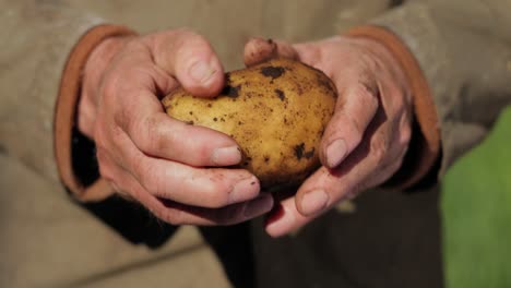 el granjero inspecciona su cosecha de patatas con las manos manchadas de tierra.