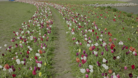 Cerrar-Hermoso-Jardín-De-Tulipanes-Cerca-De-La-Playa