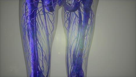 vista de cerca completa del sistema esquelético con cuerpo transparente