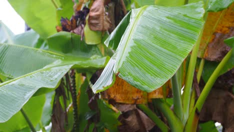 evergreen nature of banana leaves and green banana tree after raining. motion 4k footage