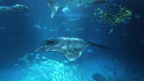 stingray swimming amidst a school of fish