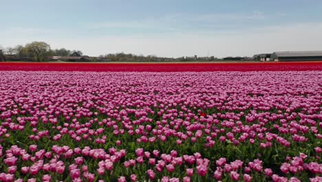 Dolly-of-colorful-flower-beds-with-beautiful-tulips-in-the-Netherlands