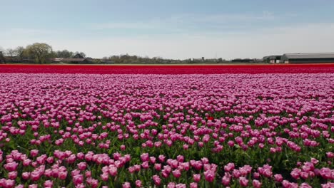 dolly de coloridos macizos de flores con hermosos tulipanes en los países bajos